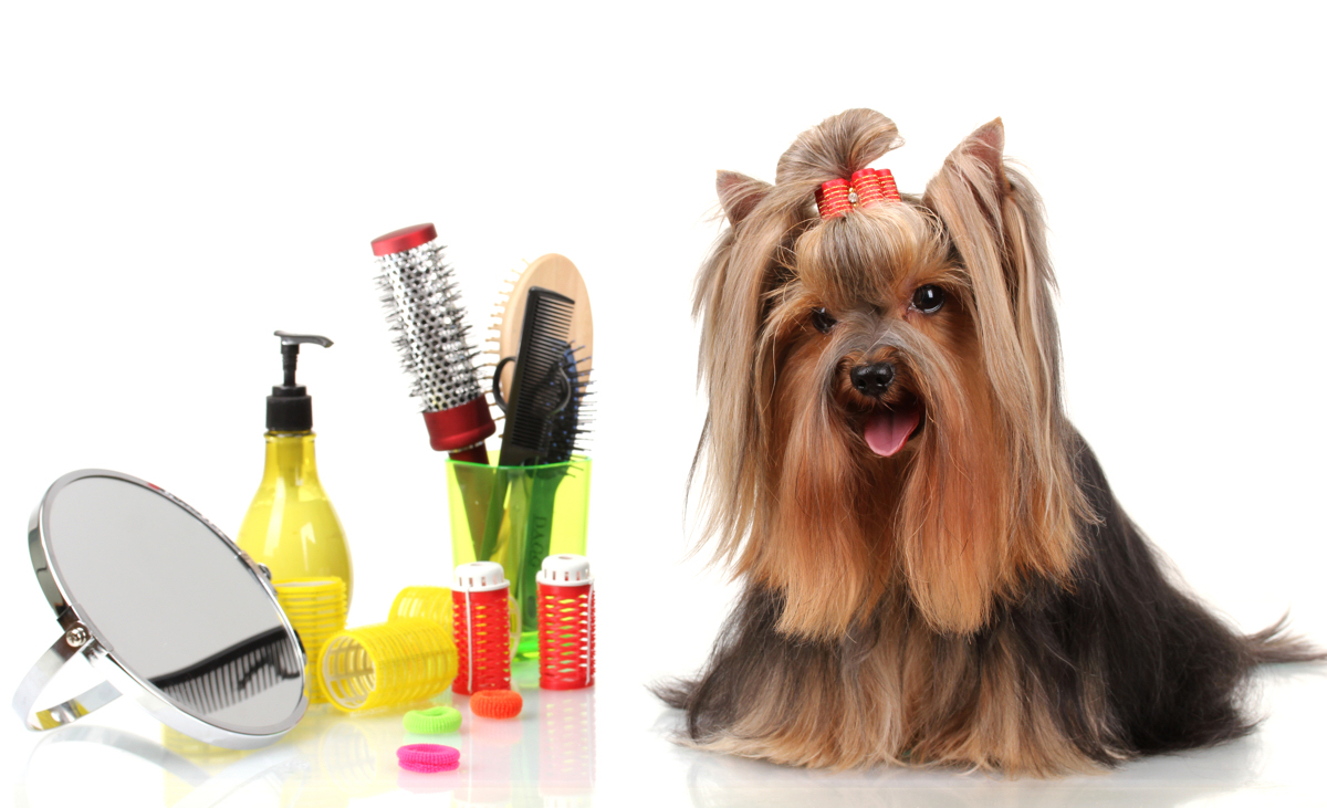 Mobile Dog Grooming Telford, Newport, Much Wenlock Sarah's Pet Services